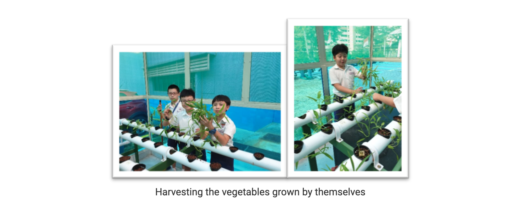 Students harvesting vegetables from white PVC hydroponic pipes in an indoor growing setup.